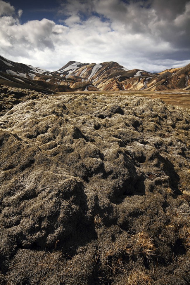 Waves Of Moss